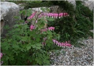 금낭화(용담과)